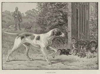 Ein seltsamer Schwarm